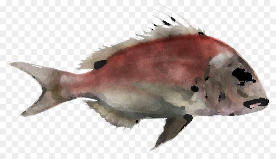 Ikan，Biologi PNG