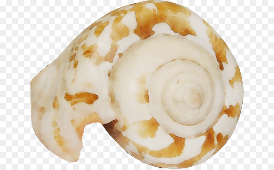 Nautiluses， PNG