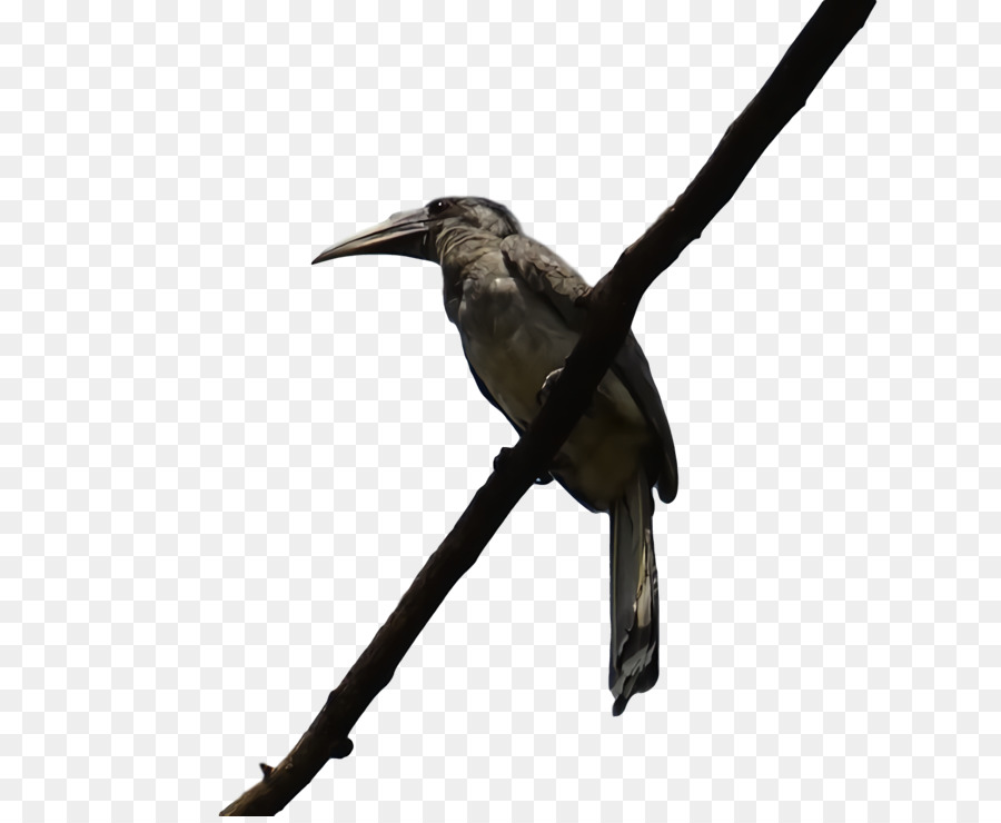 Kolibri，Memang PNG