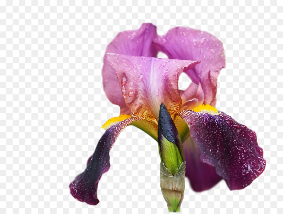 Bunga Iris，Ungu PNG