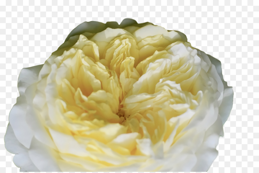 Kubis Rose，Peony M PNG