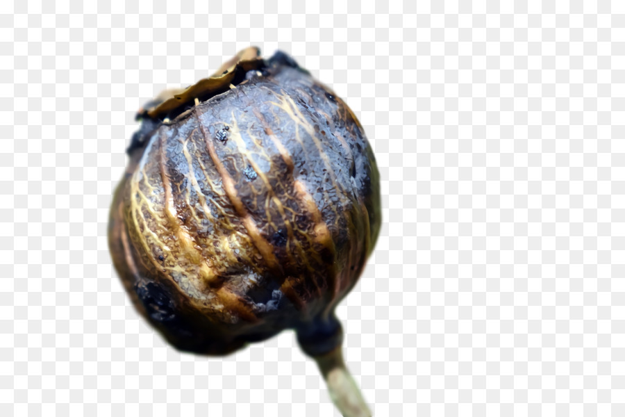 Siput， PNG