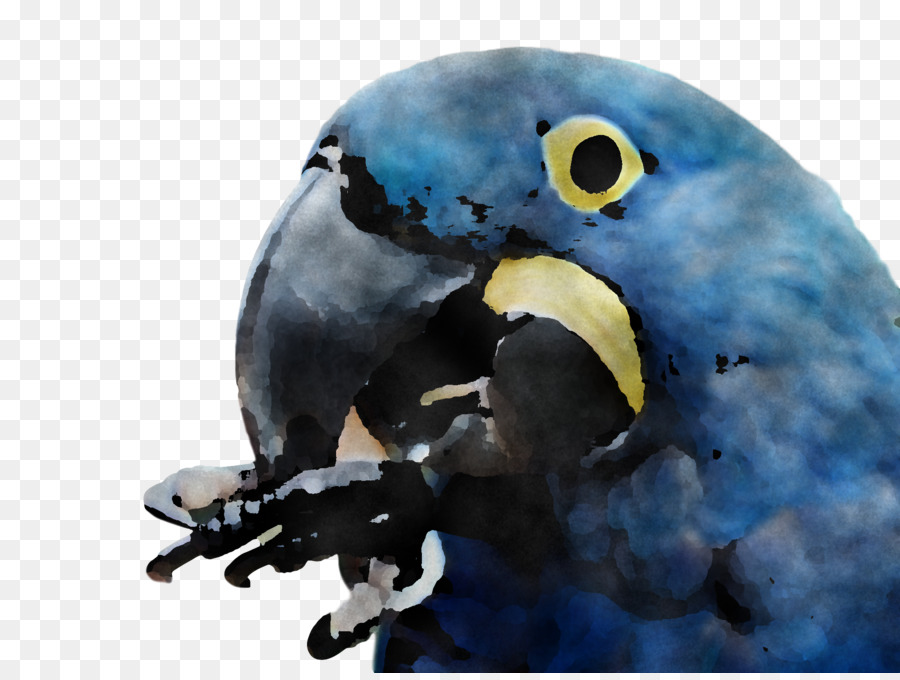 Macaw，Parkit PNG