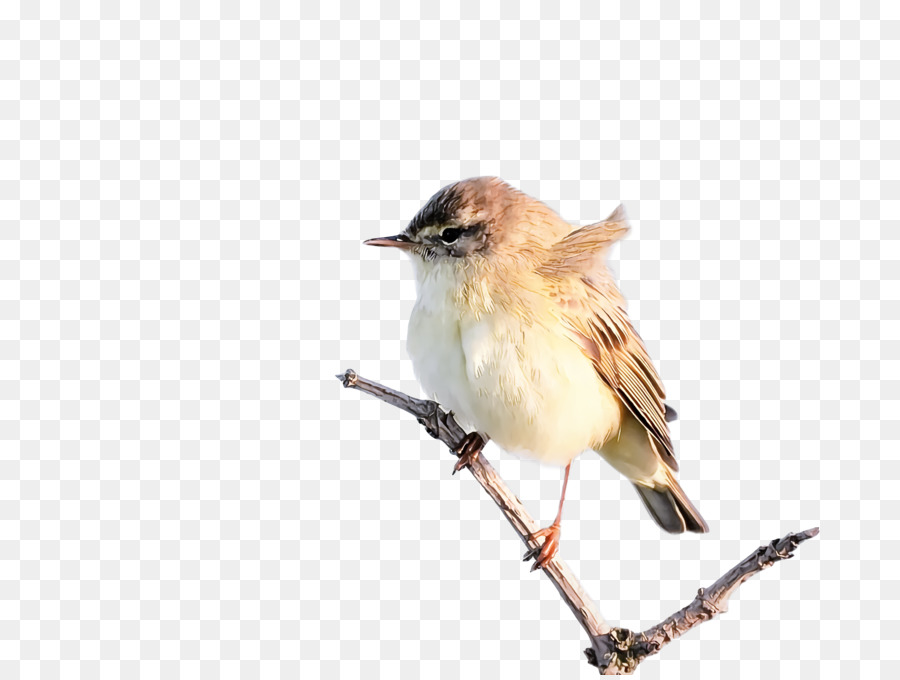 House Sparrow，Burung Pipit Dunia Lama PNG