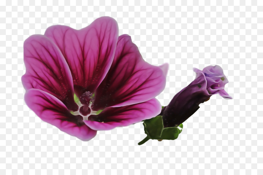 Mallow，Ungu PNG