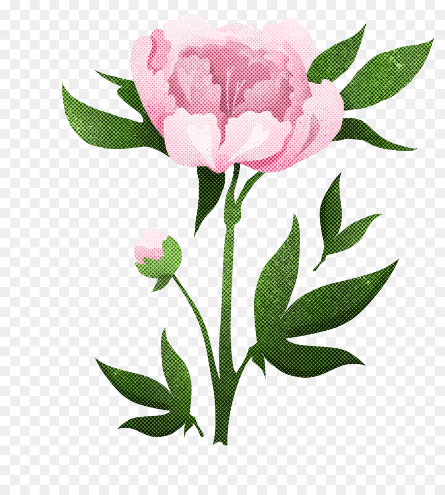 Kubis Rose，Bunga PNG