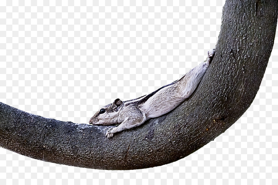 Reptil，Sains PNG