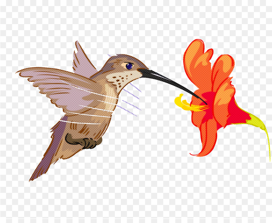 Kolibri，Serangga PNG