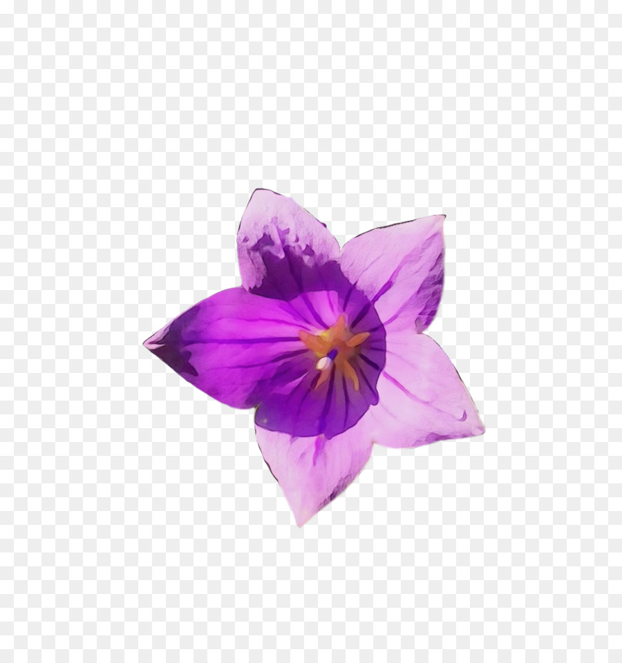 Bunga，Crocus M PNG