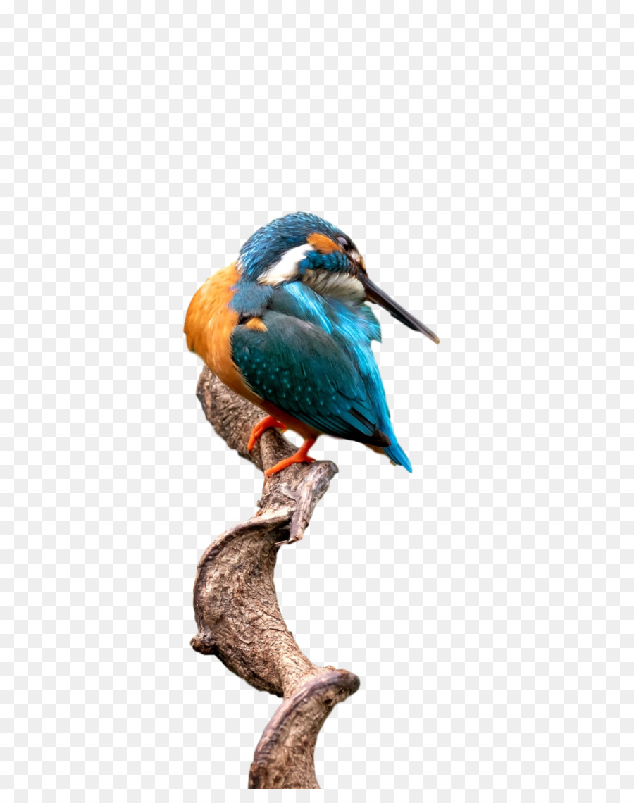Coraciiformes，Macaw PNG