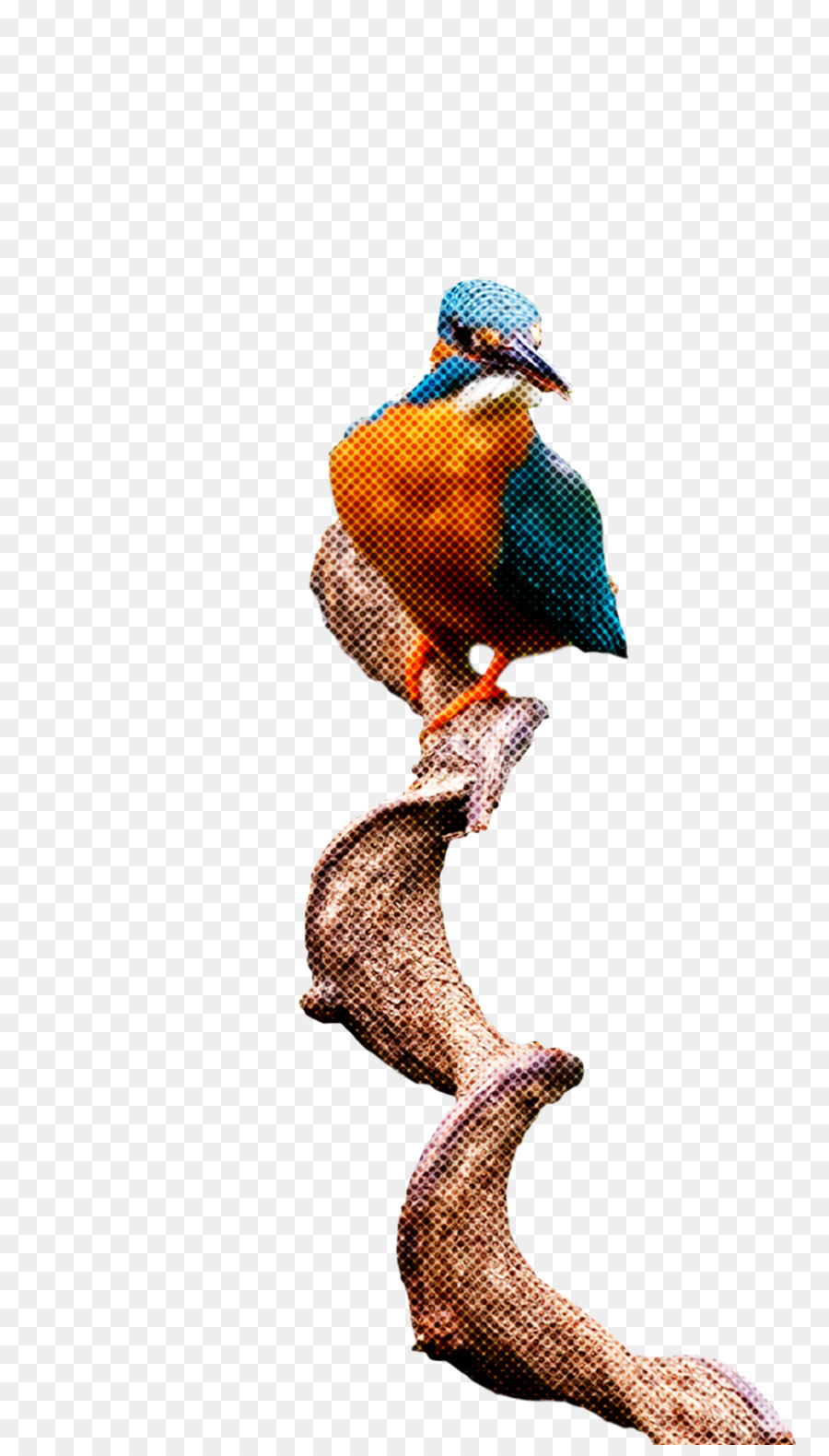 Burung，Paruh PNG