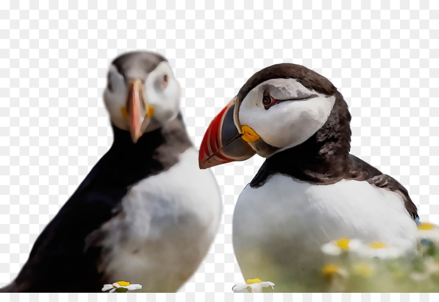 Puffin，Shorebirds PNG