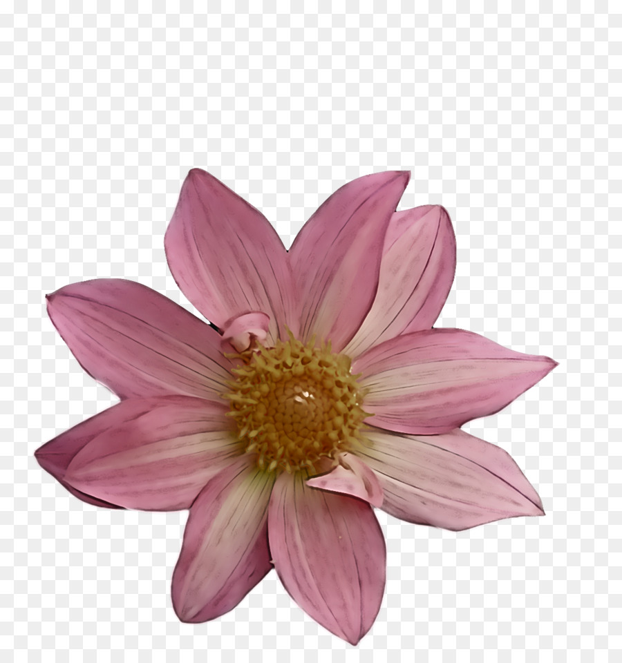 Dahlia，Bunga PNG