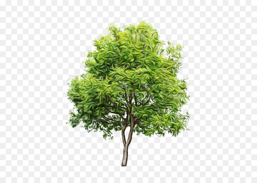 Pohon，Royaltyfree PNG