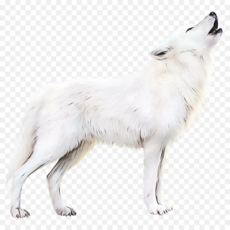 Anjing Eskimo Kanada，Anjing Gembala Swiss Putih PNG