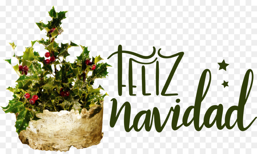 Hari Natal，Holly Umum PNG