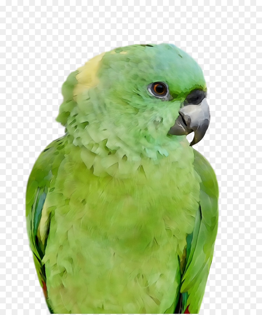 Macaw，Parkit PNG