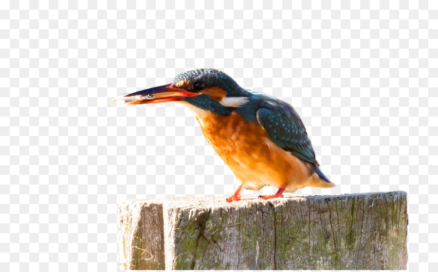 Burung Enggang，Heron Hijau PNG