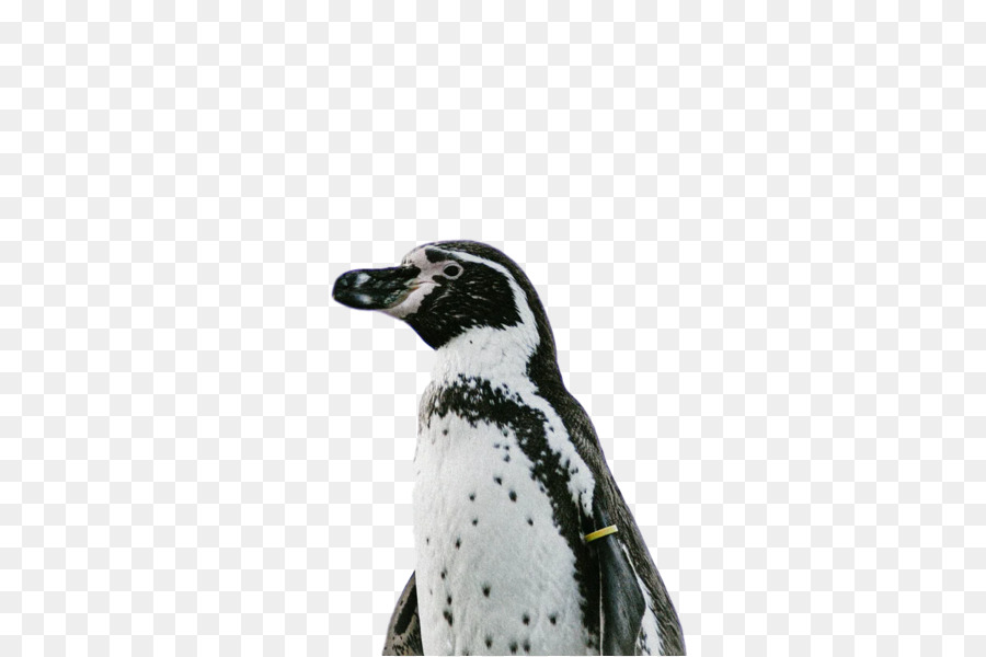 Penguin，Burung PNG