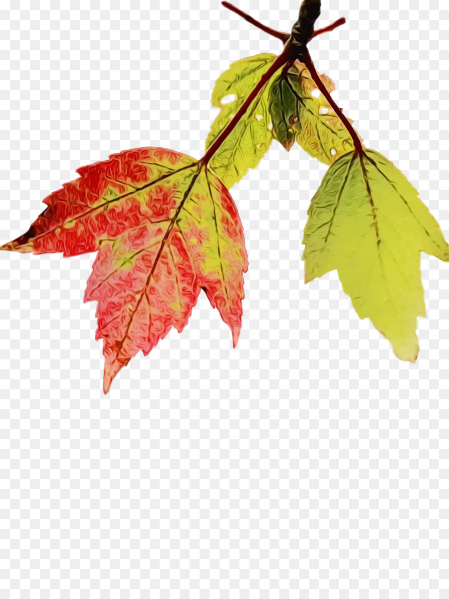 Daun，Daun Maple M PNG