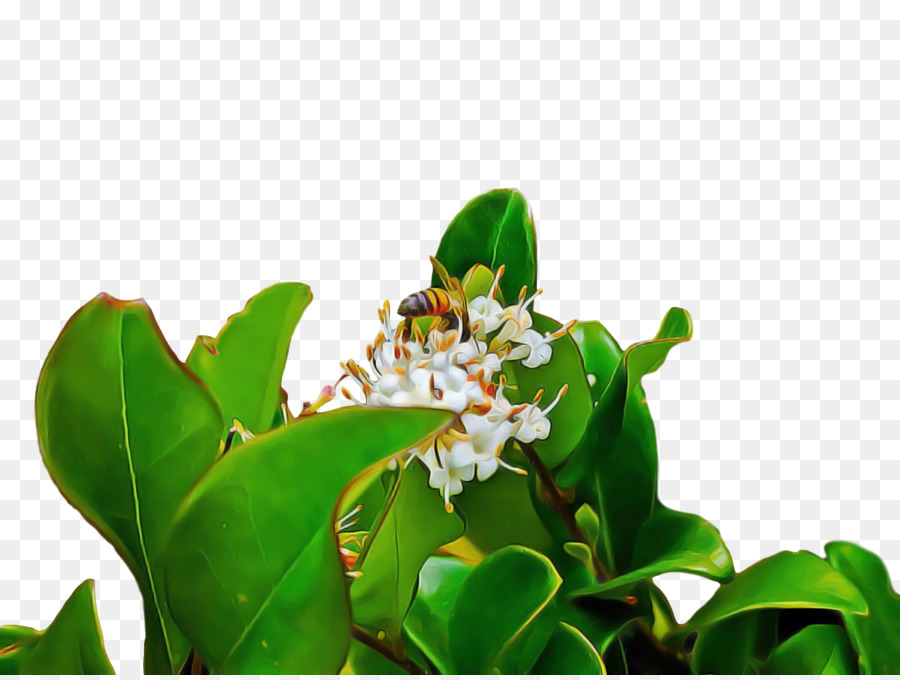 Daun，Flora PNG