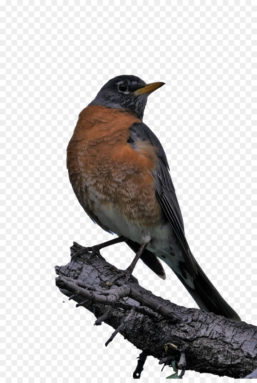 Amerika Pipit，Eropa Robin PNG