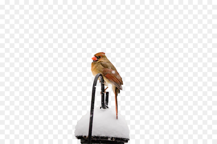 Burung，Sepatu PNG