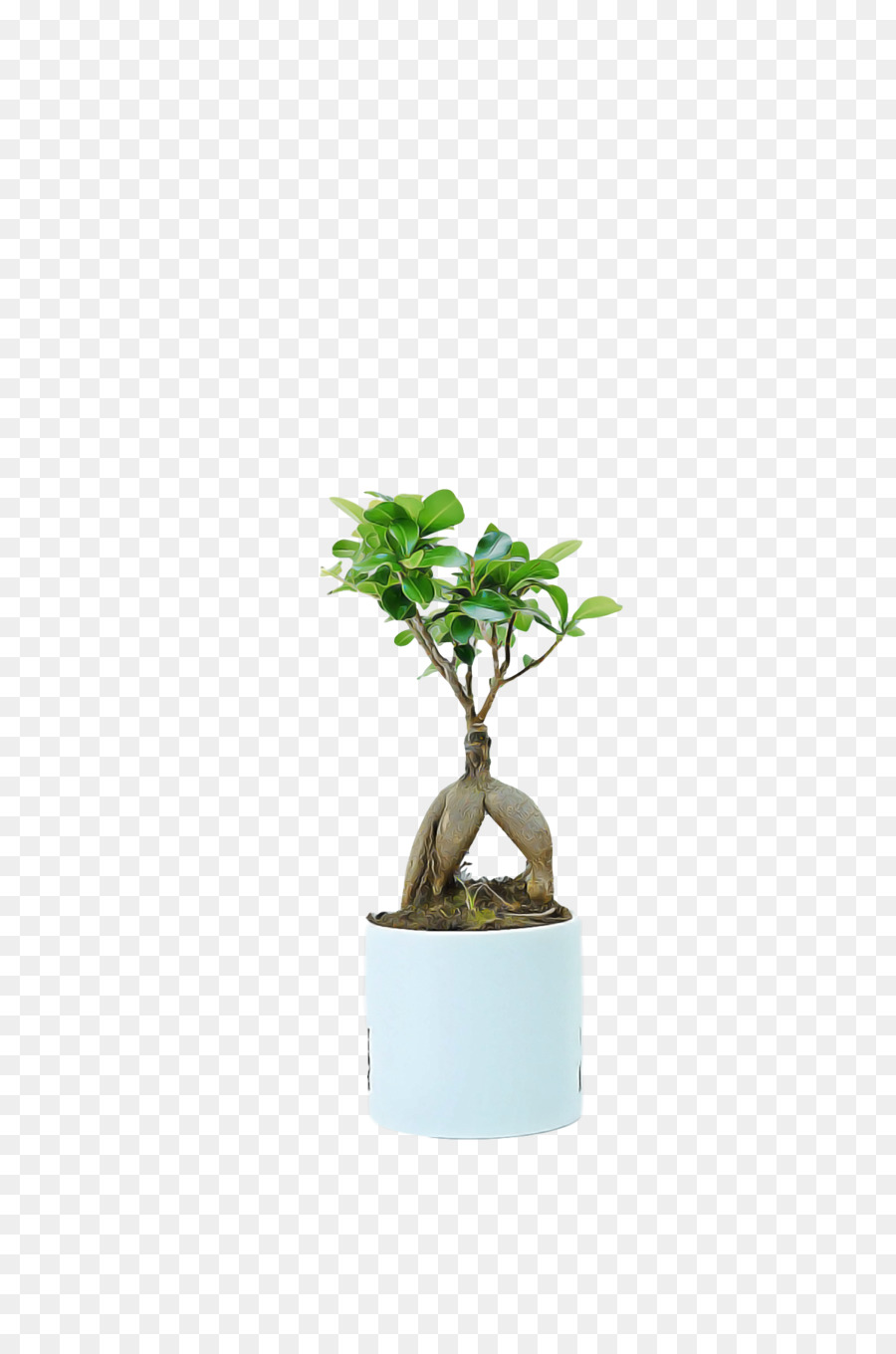 Bonsai，Pot PNG