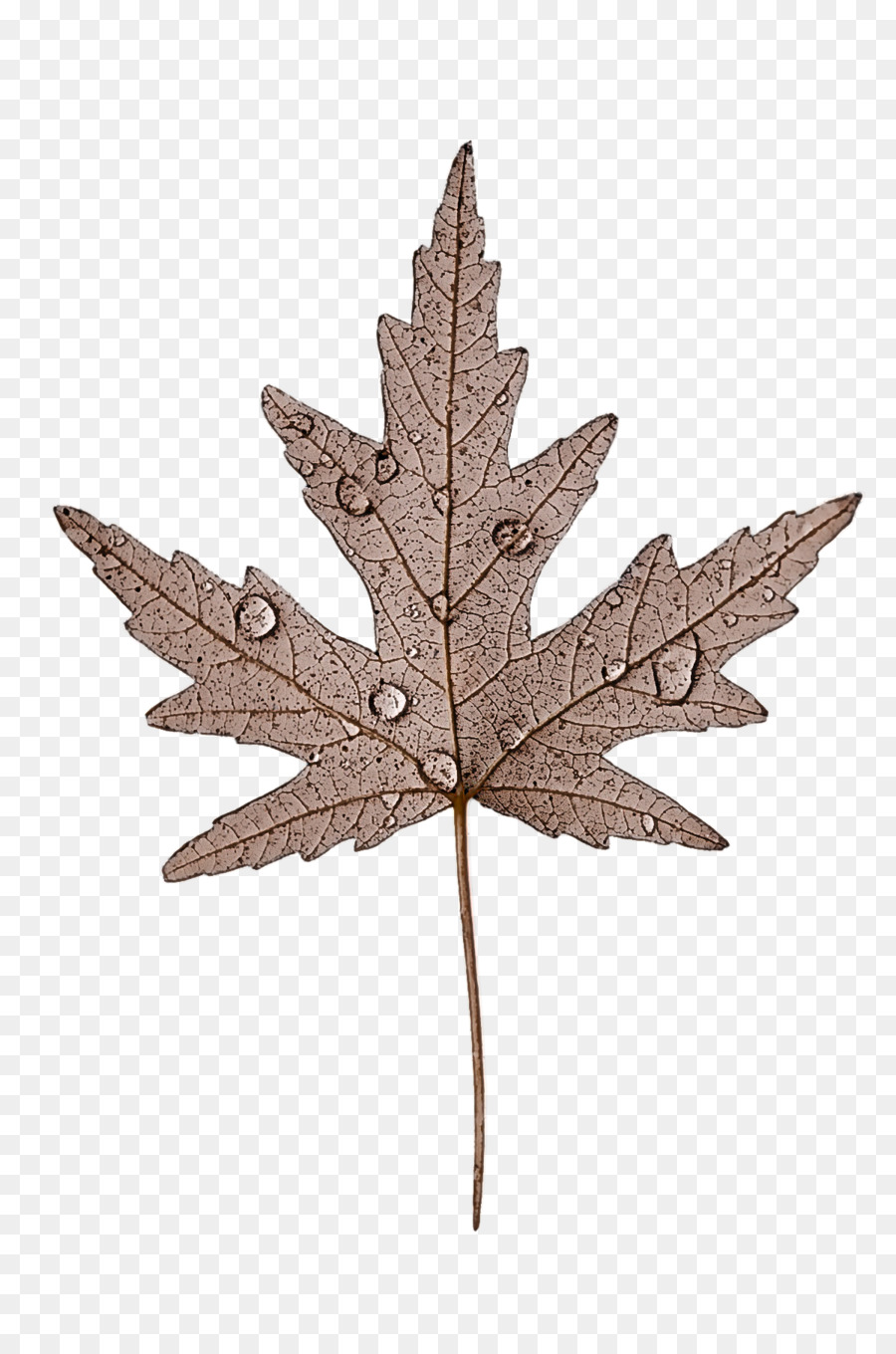 Daun，Daun Maple M PNG