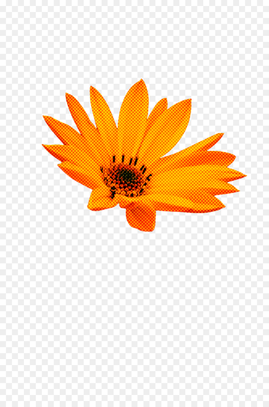 Transvaal Daisy，Pot Marigold PNG