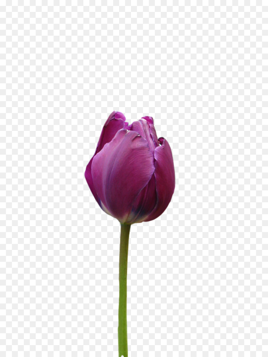 Tulip Ungu，Tangkai PNG