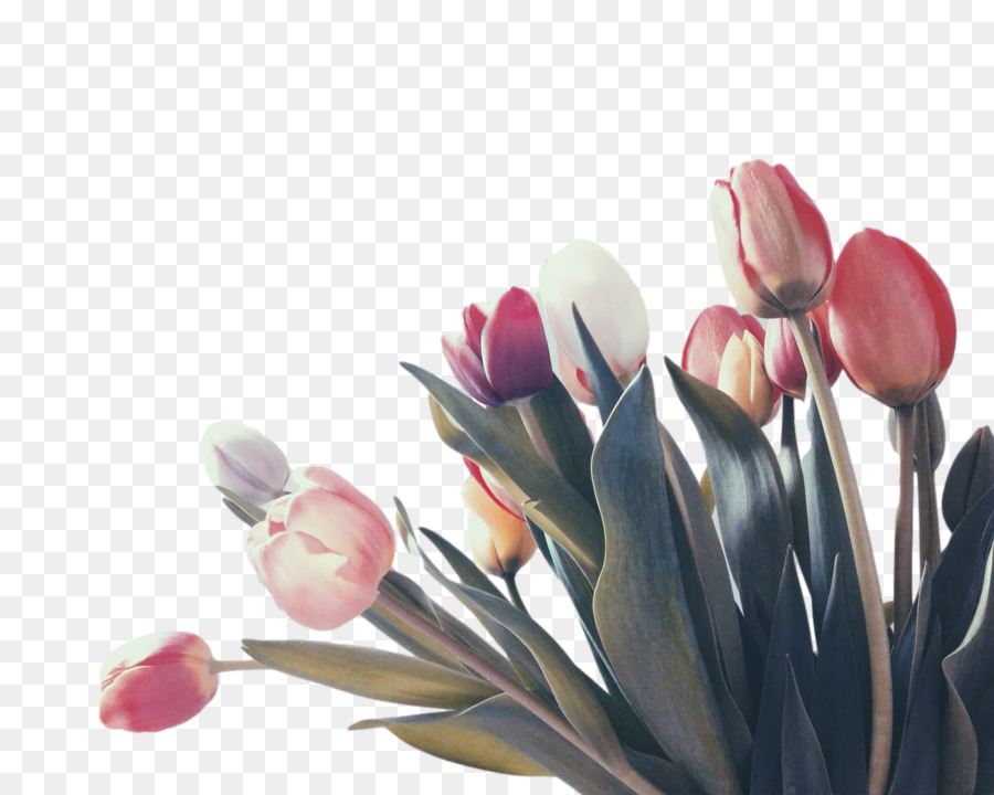 Kelopak，Tulip PNG