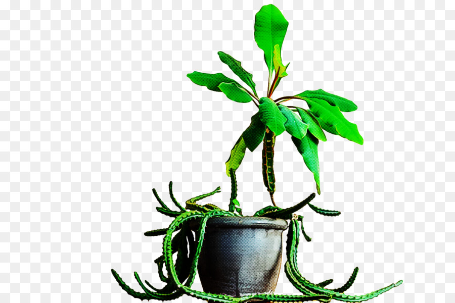  Pabrik  Batang Daun Pot  Bunga  gambar png