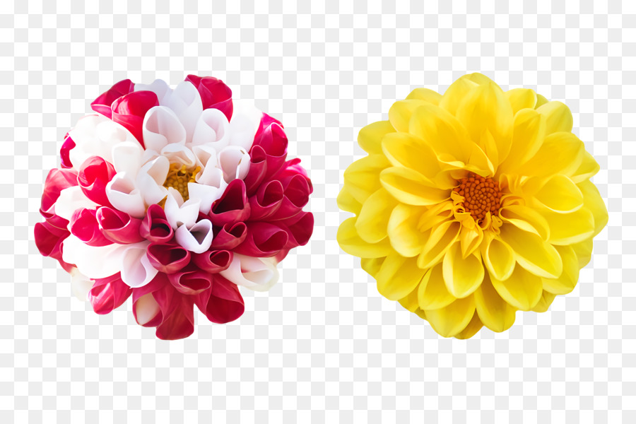 Dahlia，Potong Bunga PNG