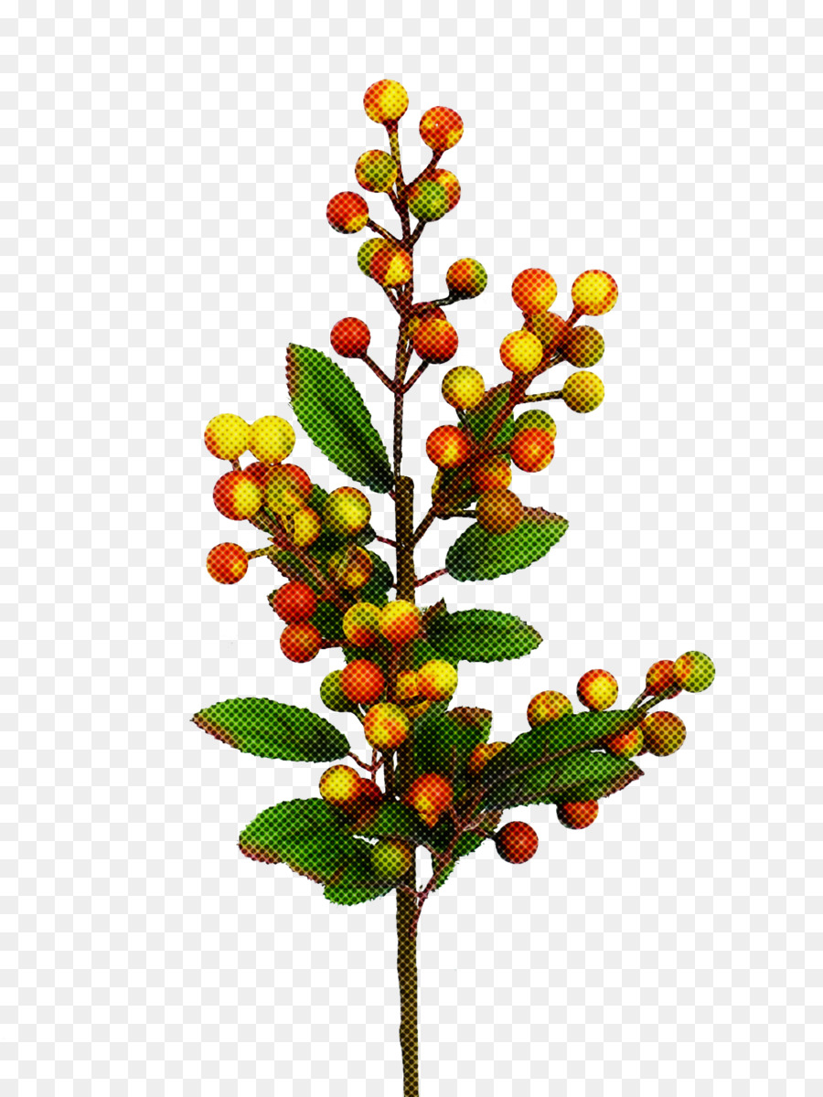 Chokeberry，Pohon PNG