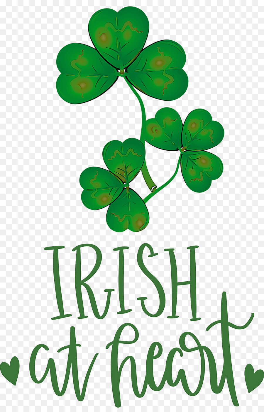 Shamrock，Semanggi PNG