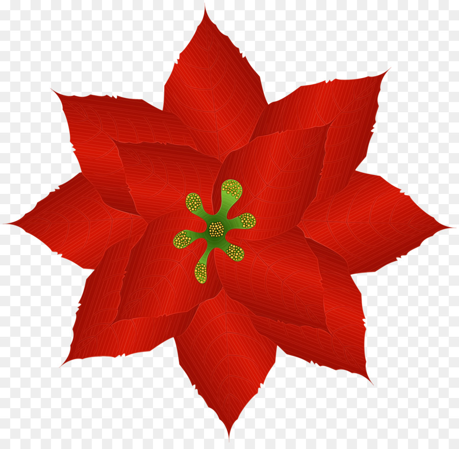 Poinsettia，Bunga PNG