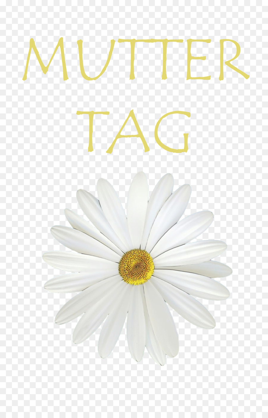 Transvaal Daisy，Daisy Ketutu PNG