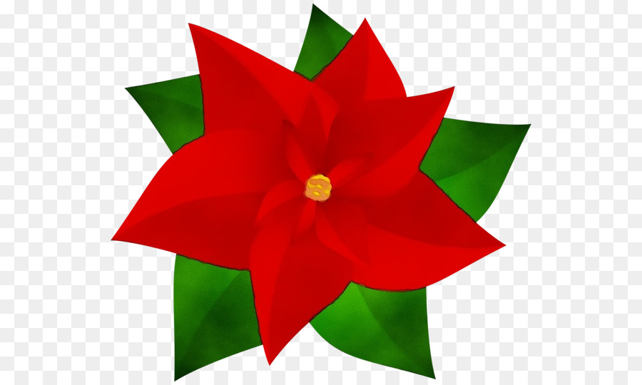 Bunga Poinsettia，Poinsettia PNG