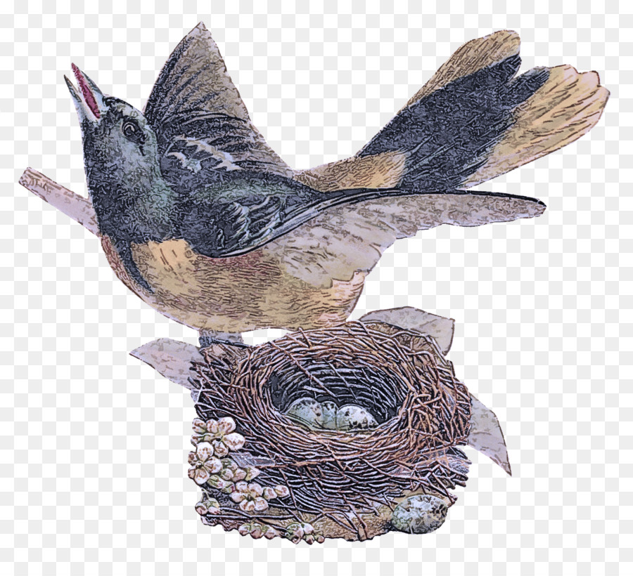 Burung，The Wrens PNG