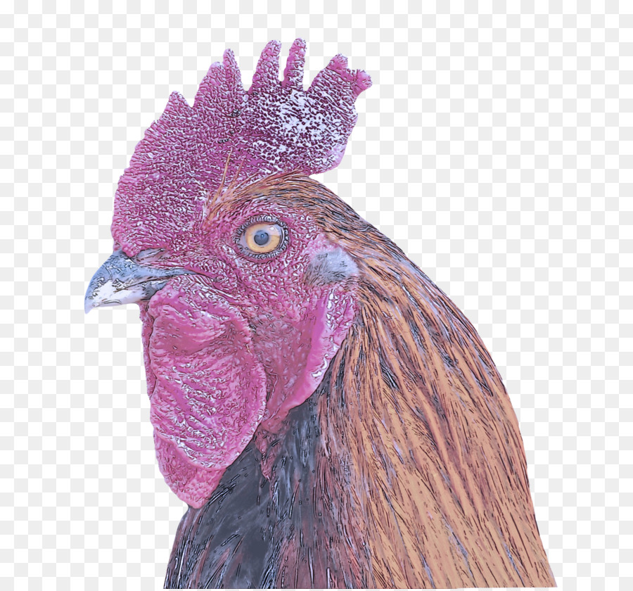 Unggas，Ayam PNG