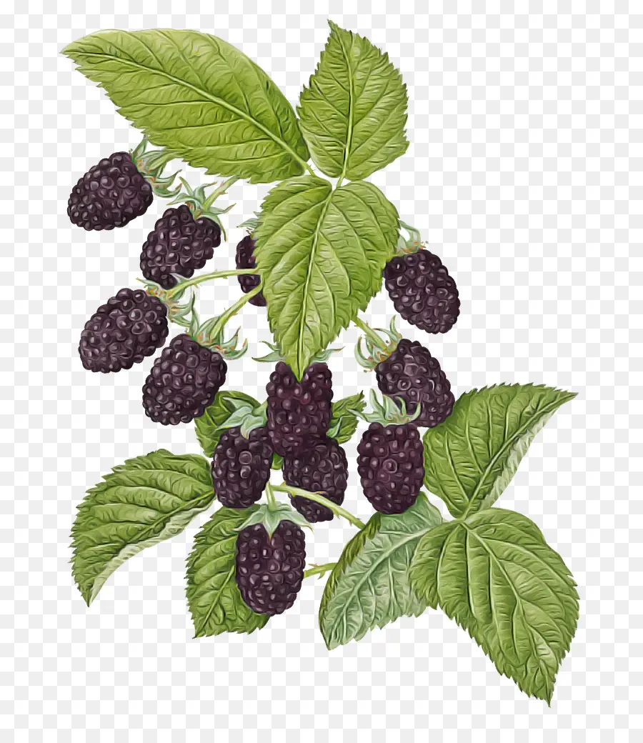 Blackberry，Daun Daun PNG