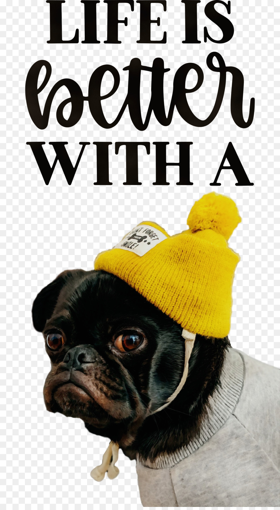 Pug，Moncong PNG