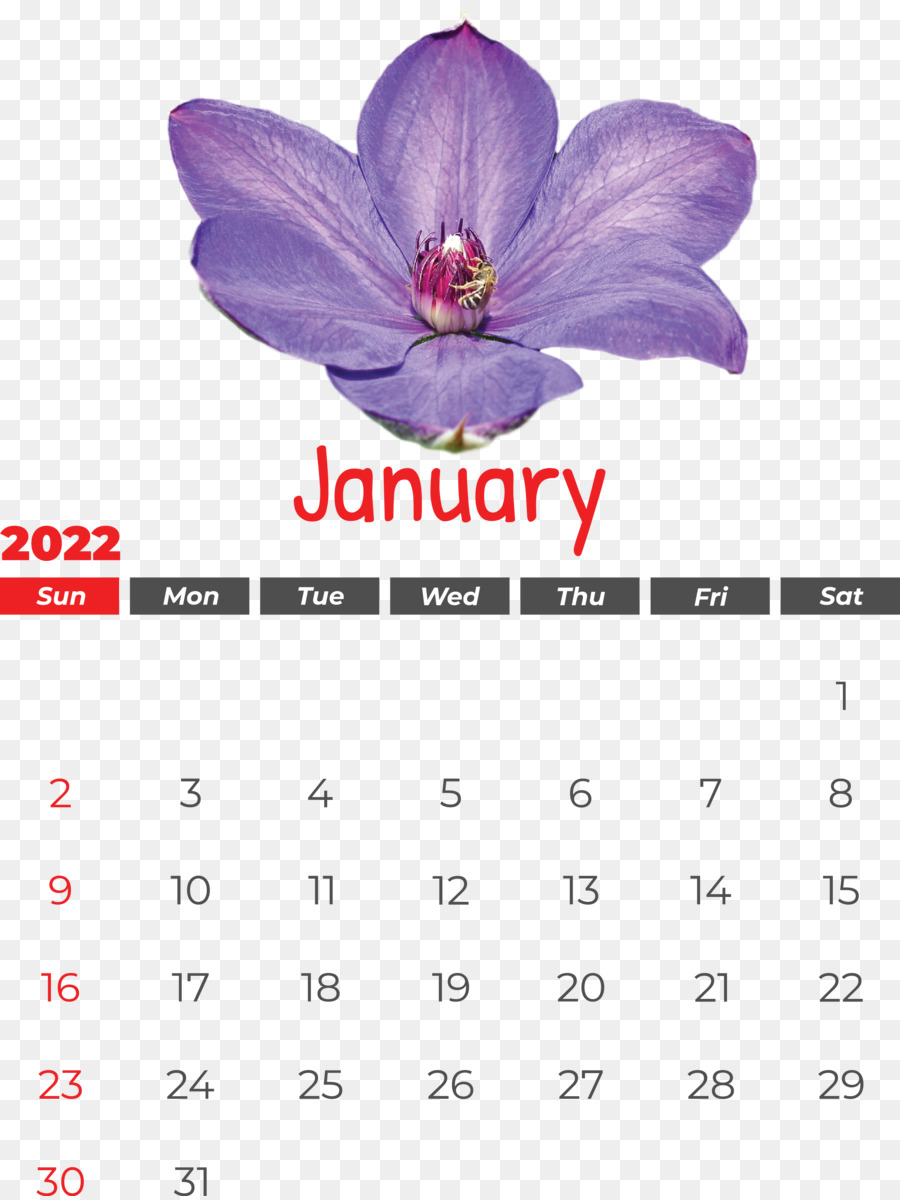 Kalender，Ungu PNG
