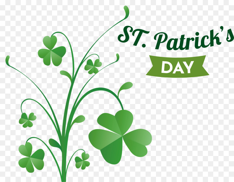 Shamrock，Semanggi PNG