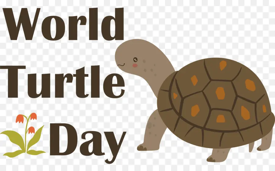 Hari Penyu Dunia，Hari Turtle PNG