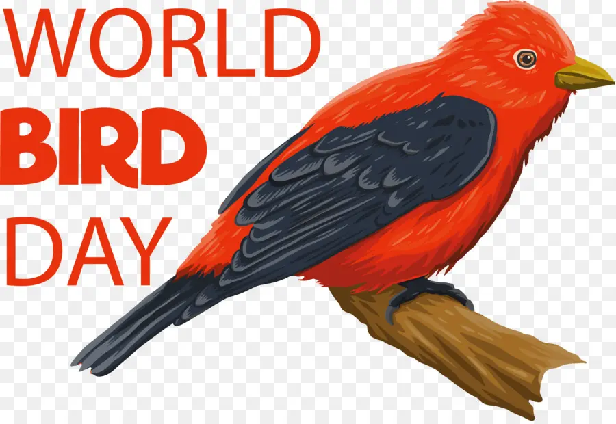 Burung Di Malam Hari，Hari Burung Internasional PNG