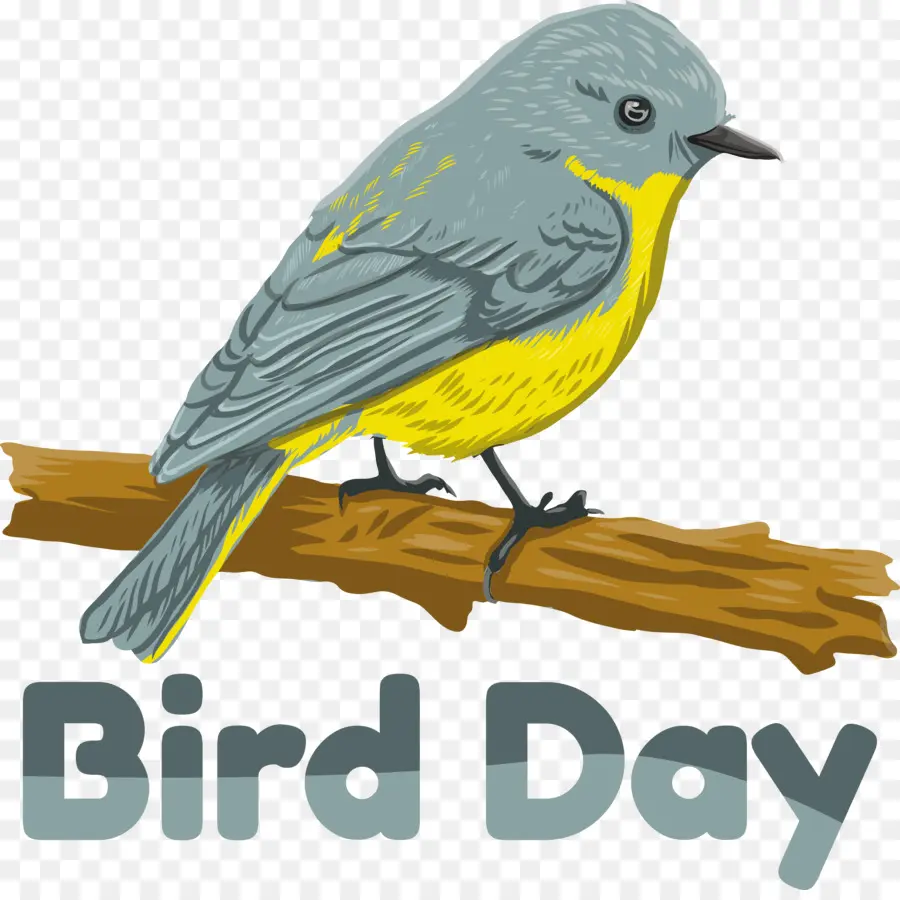 Burung Di Malam Hari，Hari Burung Internasional PNG