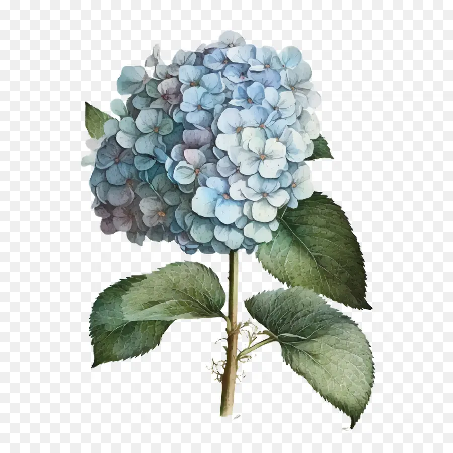 Hydrangea Cat Air，Bunga Hydrangea PNG