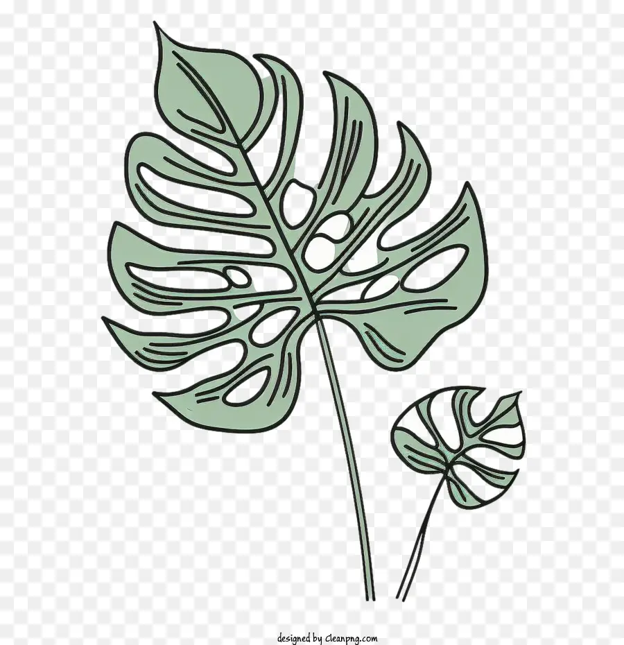 Daun Monstera，Daun Daun PNG